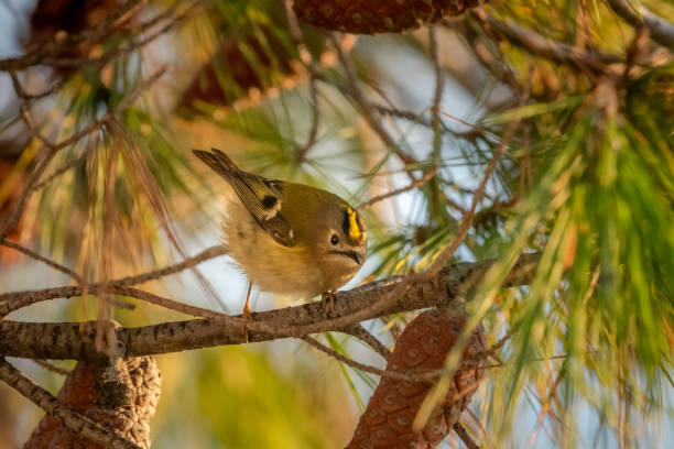 A Goldcrest (Regulus regulus) sitting in a pine tree A Goldcrest (Regulus regulus) sitting in a pine tree on a sunny day in autumn (Grado, Italy) regulidae stock pictures, royalty-free photos & images