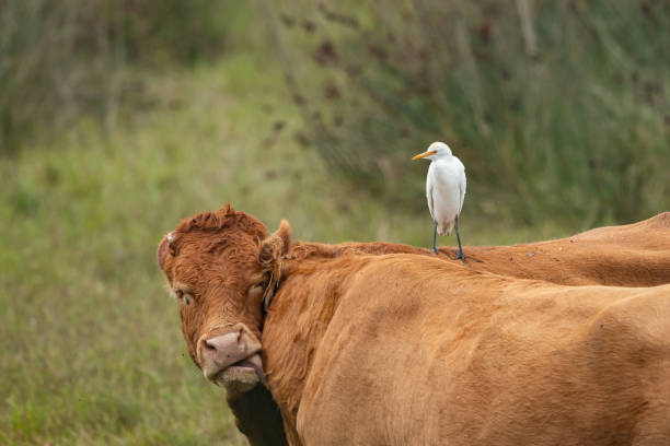 istock A Western Cattle Egret (Bubulcus ibis) standing on a brown cow 1196973575