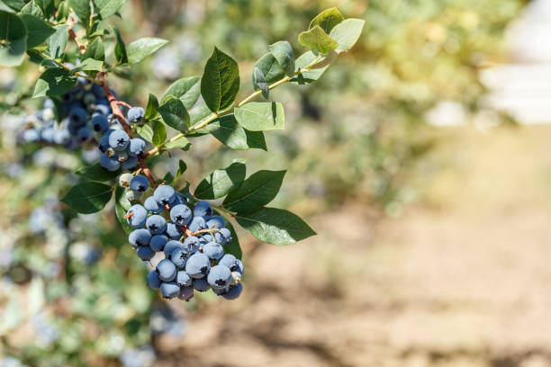 istock Fresh Organic Blueberries growing on a farm 1196973770