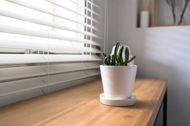 緑色のサボテン、明るい柔らかい背景を持つ�窓の上に多肉植物。春または夏のグリーティングカード。窓の上の家の植物 - window light window sill home interior ストックフォトと画像