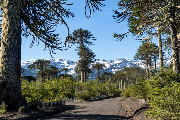 Dirt road along Araucaria woodlands in Conguillio National Park with Sierra Nevada as background in Araucania Region, southern Chile