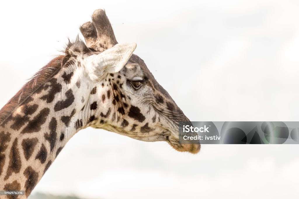 Giraffe Masai giraffe in nature. National park, Serengeti. Tanzania Adventure Stock Photo