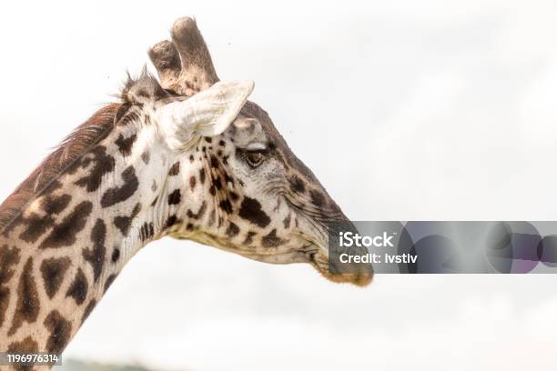 Giraffe Stock Photo - Download Image Now - Adventure, Africa, Animal