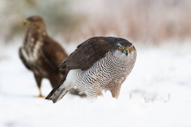 istock Northern goshawk with common buzzard on snow in wintertime 1196977053