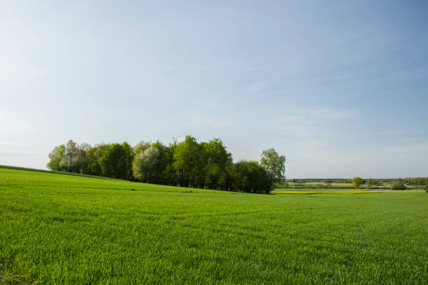 istock Forest growing on a hill and a green meadow 1196977130