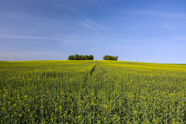 istock Large field of rape and copse 1196977142