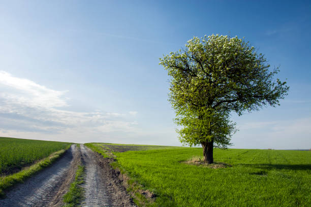 istock A lonely large and blooming tree by the country road. 1196977150