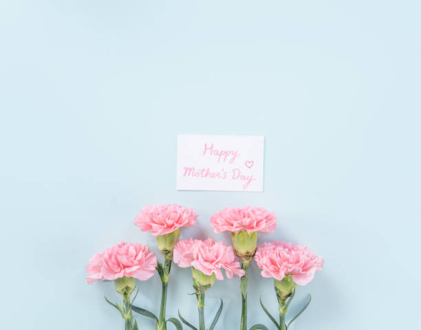 istock Beautiful, elegant pink carnation flower over bright light blue table background, concept of Mother's Day flower gift. 1196977291