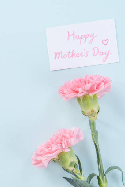 istock Beautiful, elegant pink carnation flower over bright light blue table background, concept of Mother's Day flower gift. 1196977307