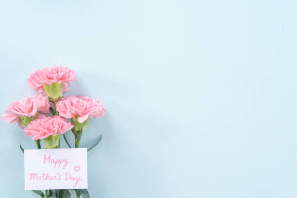 istock Beautiful, elegant pink carnation flower over bright light blue table background, concept of Mother's Day flower gift. 1196977339
