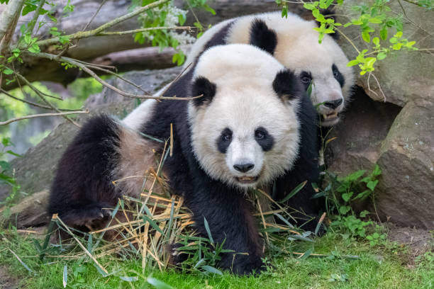 istock Giant pandas, bear pandas 1196977476