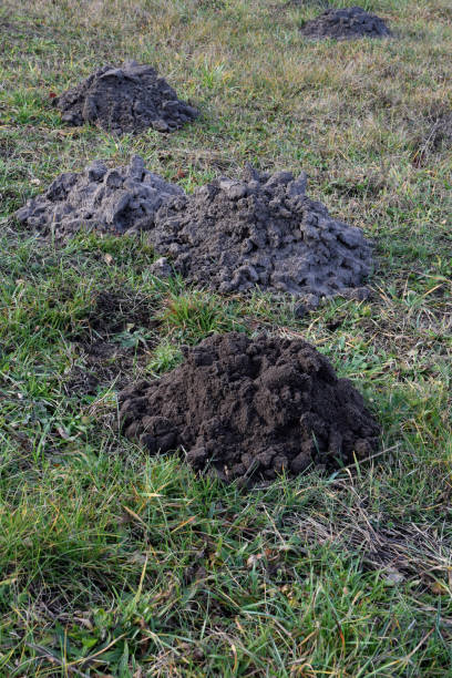 istock Fresh molehills on the field area 1196977479