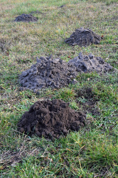 istock Fresh molehills on the field area 1196977490