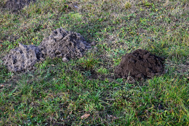 istock Fresh molehills on the field area 1196977590