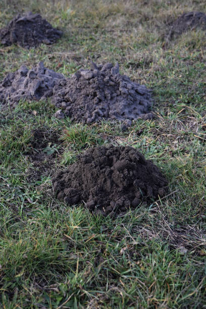istock Fresh molehills on the field area 1196978110