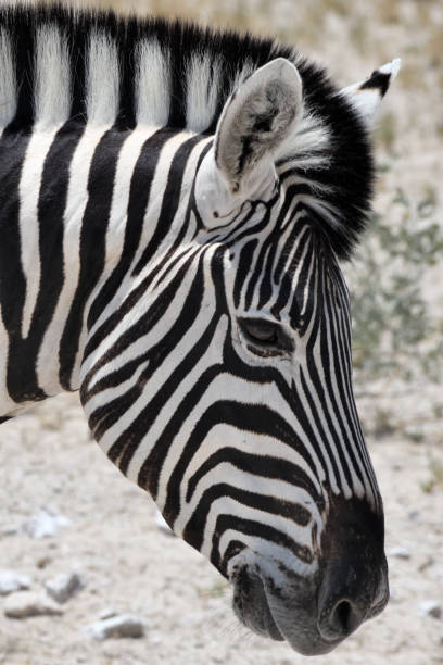 istock Zebra's head at Etosha National Park, Namibia 1196978204