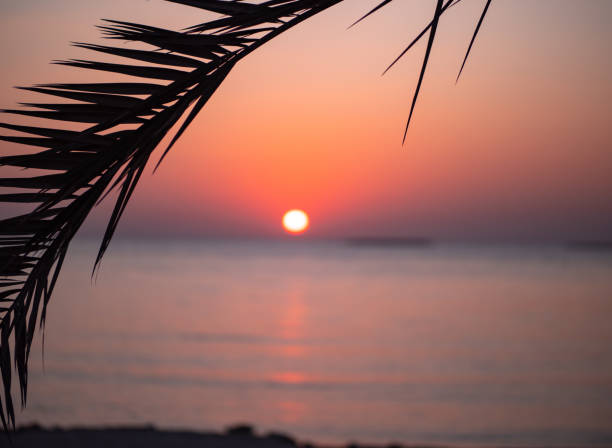 istock Palm trees at sunset on Hawar Islands in the Arabian Gulf 1196978452