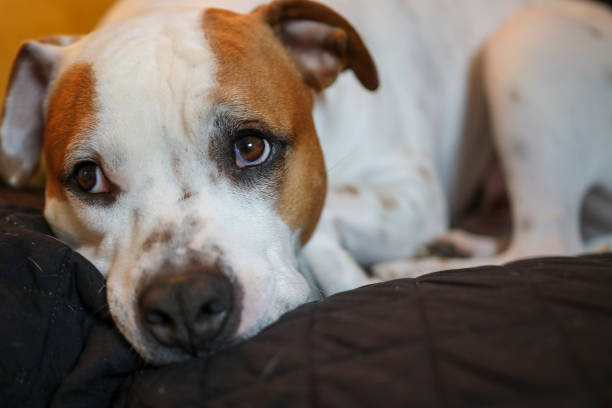 istock Staffordshire Bull Terrier at Rest 1196978672