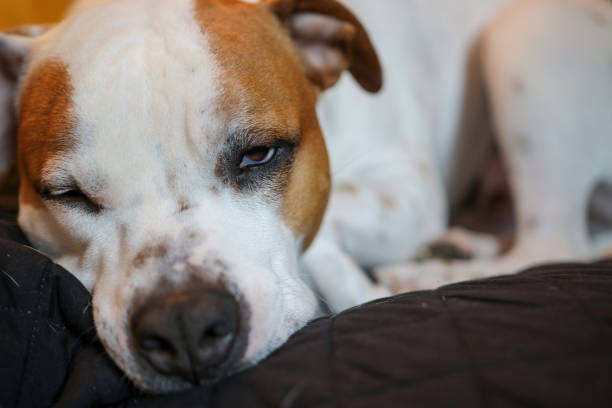 istock Staffordshire Bull Terrier at Rest 1196979198