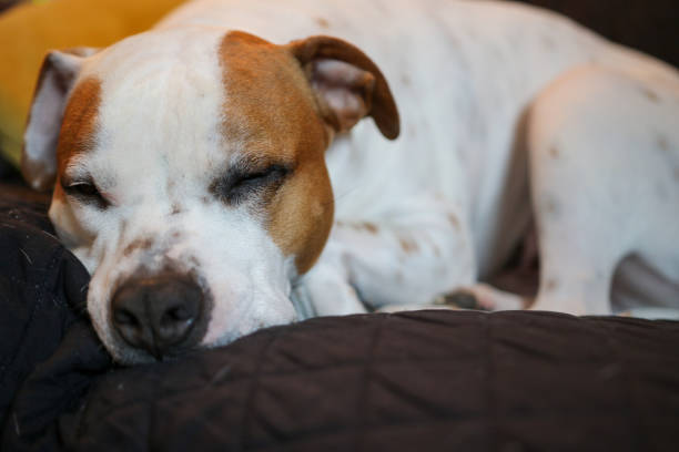 istock Staffordshire Bull Terrier at Rest 1196979202