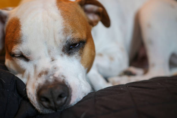 istock Staffordshire Bull Terrier at Rest 1196979210