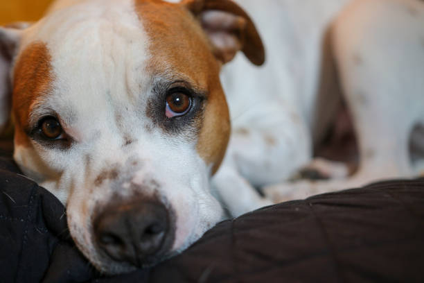 istock Staffordshire Bull Terrier at Rest 1196979222