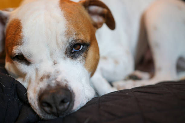 istock Staffordshire Bull Terrier at Rest 1196979245
