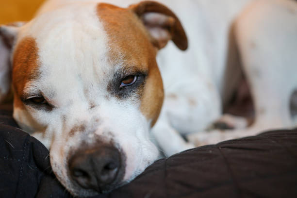 istock Staffordshire Bull Terrier at Rest 1196979258