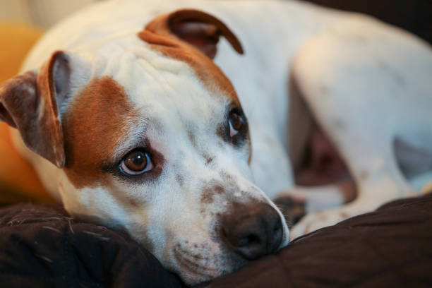 istock Staffordshire Bull Terrier Resting 1196979288