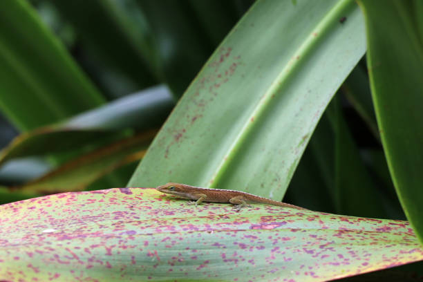 istock Little lizard on a leaf on Big Island Hawaii 1196979558