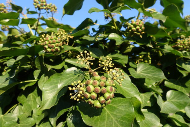 istock Ivy with bud flowers  Winter season  Cloudless sky background 1196982441
