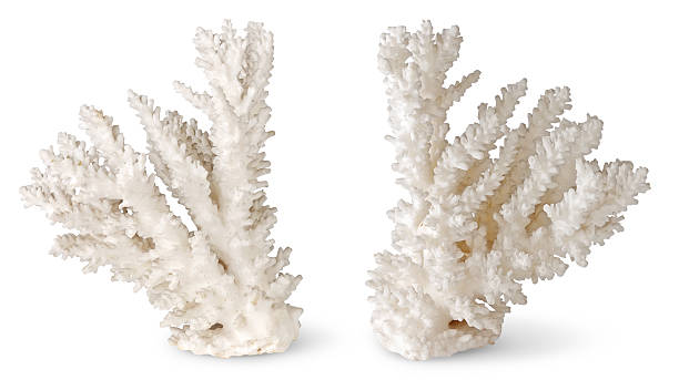 Two symmetrical coral pieces standing up on white background