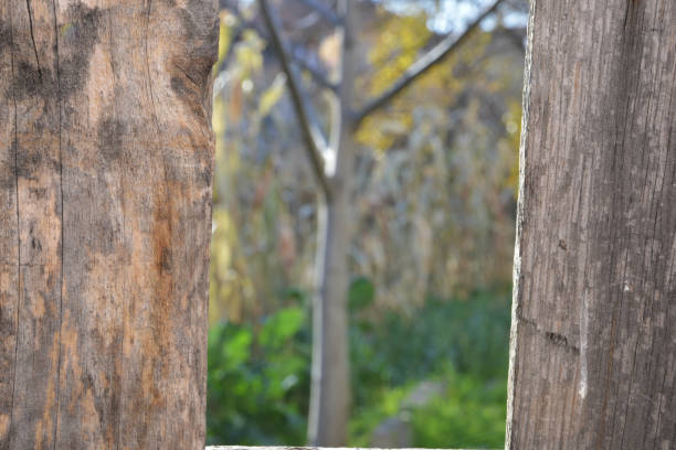 trunk of a tree in the garden and nature