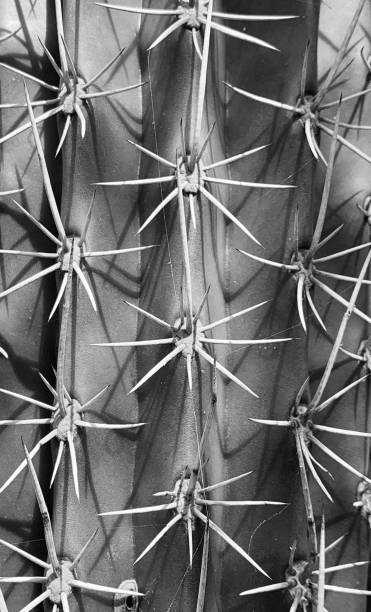 istock Close-up of Cactus Trunk Smartphone Wallpaper 1196983281