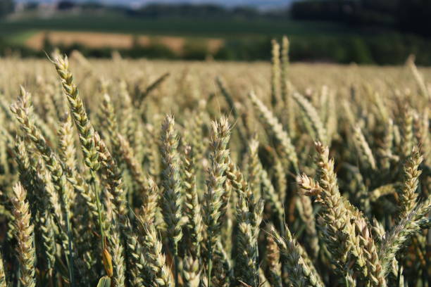 istock Golden wheat field in the austrian summer sun 1196983318
