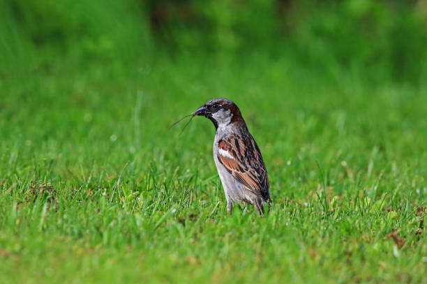 istock little sparrow with insect in its beak 1196984000