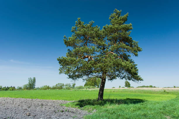 istock Coniferous tree in the meadow and ploughed field 1196984123