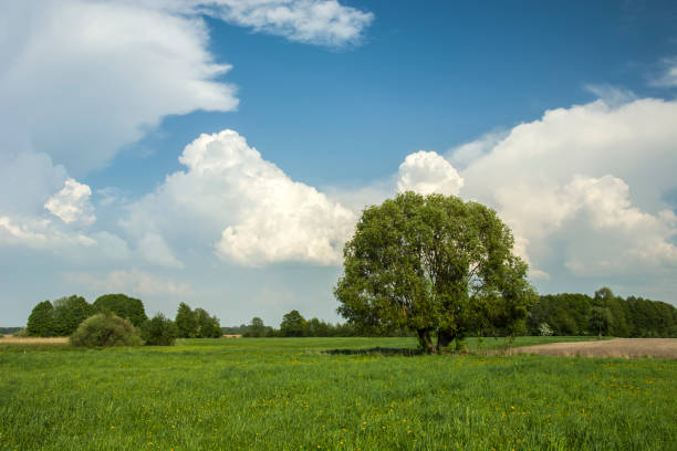 istock Large tree in the green meadow and white clouds in the sky 1196984127