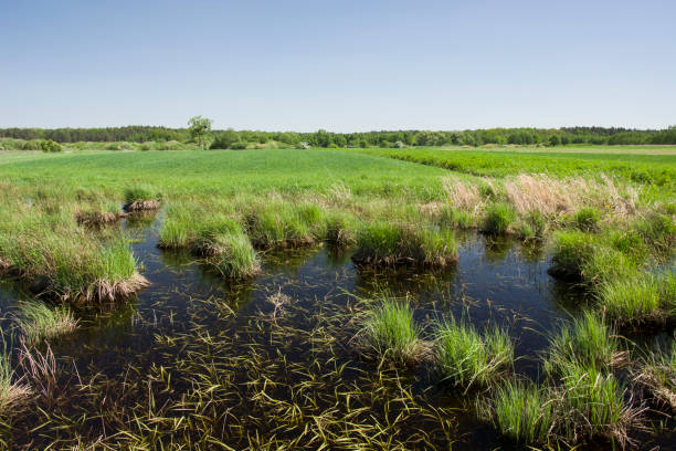istock Grass clumps in water on marshy meadows, fields and forest 1196984137
