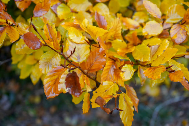 istock Golden leaves on a tree in the autumn / fall 1196984269