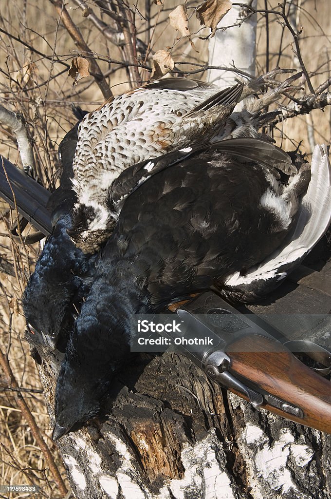 Cartouche et Tétras-lyre - Photo de Animaux à l'état sauvage libre de droits