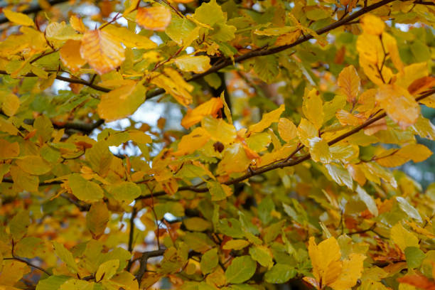 istock Golden leaves on a tree in the autumn / fall 1196984378