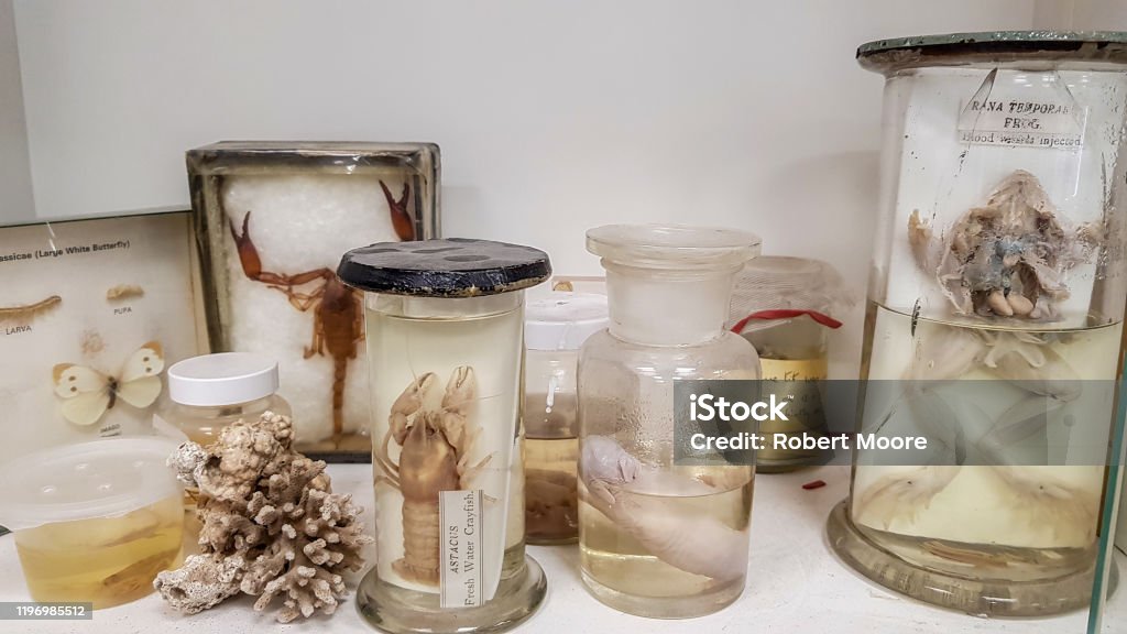 Animals Preserved In Formaldehyde Solution In A Laboratory Stock Photo -  Download Image Now - iStock