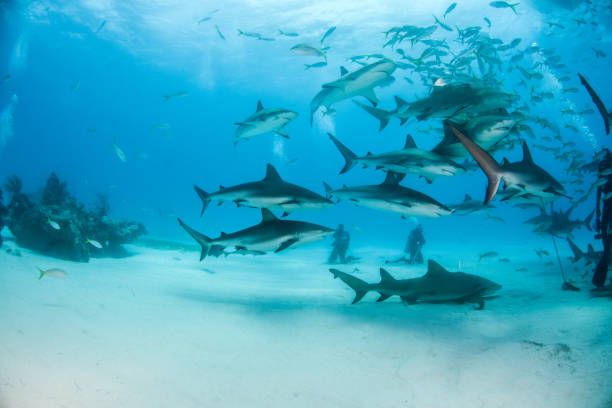 istock Caribbean reef shark at the Bahamas 1196989564