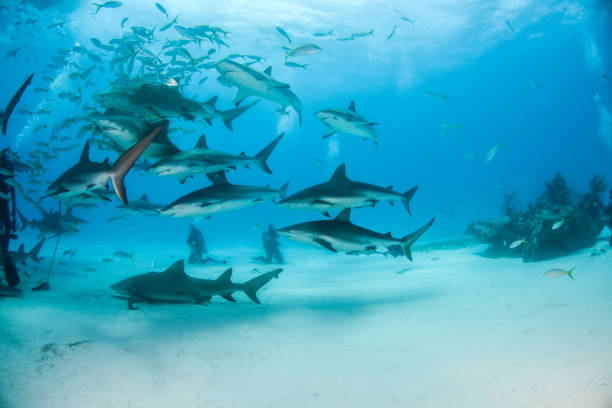 istock Caribbean reef shark at the Bahamas 1196989769