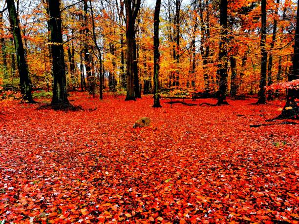 Autumn leaves colors trees forest nature beautiful