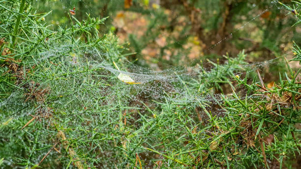 istock Dew covered spiderweb on woodland plants 1196990696