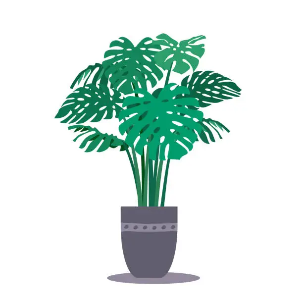 Vector illustration of Monstera plant in the pot. Vector illustration, flat style. Tropical foliage - stems and leaves. Abstract geometric ethnic pattern on gray ceramic earthenware. Swiss cheese plant in flowerpot.