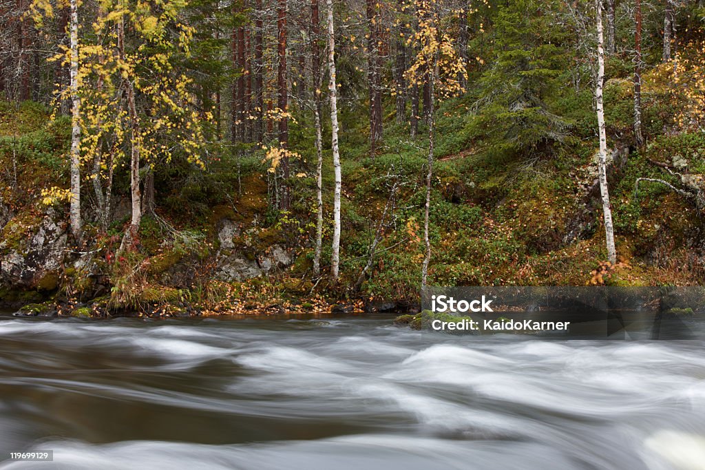 Colores otoñales en el bosque - Foto de stock de Agua libre de derechos