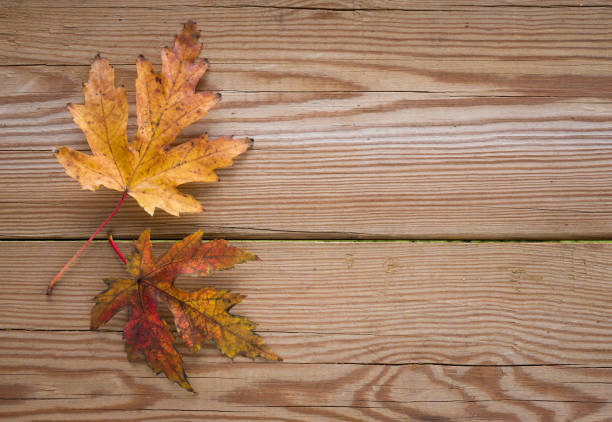 two colorful autumn leaves on wooden table